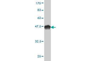 Western Blot detection against Immunogen (44. (Mps1 抗体  (AA 1-176))