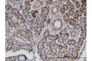 Immunoperoxidase of monoclonal antibody to MSRA on formalin-fixed paraffin-embedded human salivary gland. (MSRA 抗体  (AA 1-100))