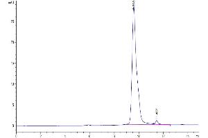 The purity of SARS-CoV-2 3CLpro (S144A) is greater than 95 % as determined by SEC-HPLC. (SARS-Coronavirus Nonstructural Protein 8 (SARS-CoV NSP8) (S144A) 蛋白)