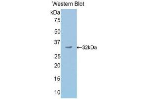 Western Blotting (WB) image for anti-Secretogranin II (SCG2) (AA 342-609) antibody (ABIN1176499) (SCG2 抗体  (AA 342-609))