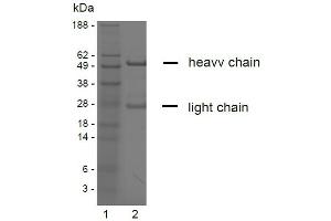 SDS-PAGE analysis of purified YD-9H8 monoclonal antibody. (Claudin 6/9 抗体)