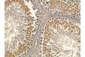 Phospho-E2F1 (Thr433) Mouse Monoclonal Antibody at 1/100 staining rat testis tissue by IHC-P.
