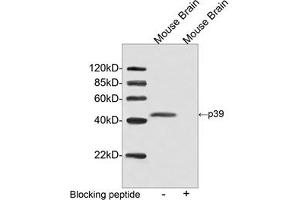 Western blot analysis of tissue lysate using p39 Antibody, pAb, Rabbit (ABIN399090, 2 µg/mL) The signal was developed with IRDyeTM 800 Conjugated Goat Anti-Rabbit IgG. (p39 (C-Term) 抗体)