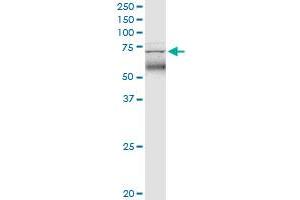 TRIM47 monoclonal antibody (M02), clone 3C8. (TRIM47 抗体  (AA 539-638))