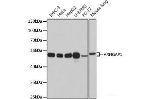 Western blot analysis of extracts of various cell lines using ARHGAP1 Polyclonal Antibody at dilution of 1:1000. (ARHGAP1 抗体)