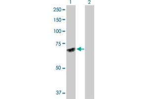 Western Blot analysis of DNAJC7 expression in transfected 293T cell line by DNAJC7 MaxPab polyclonal antibody. (DNAJC7 抗体  (AA 1-484))