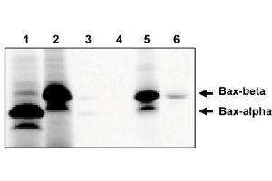 Image no. 1 for anti-BCL2-Associated X Protein (BAX) (AA 172-199), (Isoform beta) antibody (ABIN265017) (BAX 抗体  (Isoform beta))