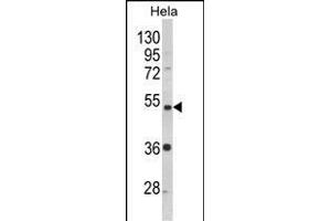 Western blot analysis of P2R2B Antibody (Center) (ABIN652541 and ABIN2842364) in Hela cell line lysates (35 μg/lane). (PPP2R2B 抗体  (AA 104-130))