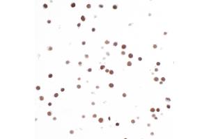Immunocytochemistry (ICC) image for anti-H2A Histone Family, Member X (H2AFX) (AA 93-143) antibody (ABIN7449452)
