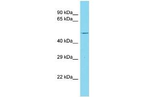 Host: Rabbit Target Name: C8orf76 Sample Type: Hela Whole cell lysates Antibody Dilution: 1. (C8orf76 抗体  (C-Term))