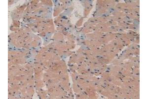 IHC-P analysis of Mouse Heart Tissue, with DAB staining. (MAP1A 抗体  (AA 2552-2759))
