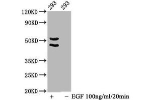 Western Blot Positive WB detected in 293 whole cell lysate(treated with EGF or not) All lanes Phospho-MAPK8/MAPK9/MAPK10 antibody at 1. (Recombinant MAPK8/MAPK9/MAPK1 (pThr183), (pThr183), (pThr221) 抗体)