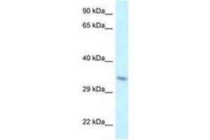 Image no. 1 for anti-TAF8 RNA Polymerase II, TATA Box Binding Protein (TBP)-Associated Factor, 43kDa (TAF8) (AA 109-158) antibody (ABIN6747733) (TAF8 抗体  (AA 109-158))