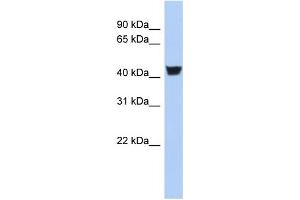 WB Suggested Anti-TH Antibody Titration:  0. (TH 抗体  (N-Term))