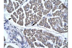 Image no. 1 for anti-Eyes Absent Homolog 3 (EYA3) (AA 277-326) antibody (ABIN6735802) (EYA3 抗体  (AA 277-326))