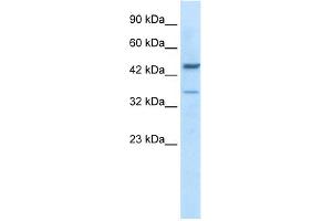 WB Suggested Antibody Titration:  0. (GATA3 抗体  (C-Term))