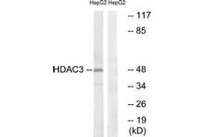 Western blot analysis of extracts from HepG2 cells, using HDAC3 (Ab-424) Antibody. (HDAC3 抗体  (AA 379-428))