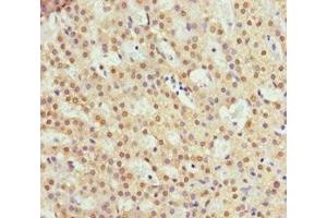 Immunohistochemistry of paraffin-embedded human adrenal gland tissue using ABIN7151117 at dilution of 1:100 (RFFL 抗体  (AA 1-190))