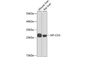 Western blot analysis of extracts of various cell lines using MT-CO3 Polyclonal Antibody at dilution of 1:1000. (COX3 抗体)
