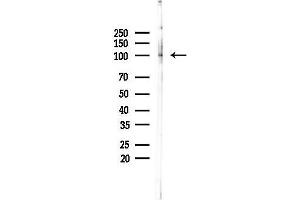 Western blot analysis of lysates from PC12 cells, using NSMAF Antibody at 1/1000 dilution.