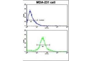 Flow cytometric analysis of MDA-231 cells using TI Antibody (N-term)(bottom histogram) compared to a negative control cell (top histogram). (TIMP1 抗体  (N-Term))