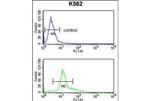 Flow cytometry analysis of K562 cells (bottom histogram) compared to a negative control cell (top histogram). (PEDF 抗体  (AA 279-306))