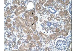 Image no. 1 for anti-ST3 beta-Galactoside alpha-2,3-Sialyltransferase 5 (ST3GAL5) (AA 151-200) antibody (ABIN321105) (ST3GAL5 抗体  (AA 151-200))