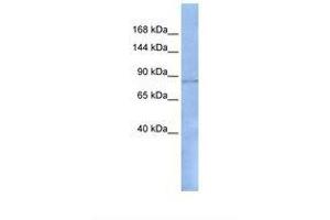 Image no. 1 for anti-Regulatory Factor X, 1 (Influences HLA Class II Expression) (RFX1) (AA 38-87) antibody (ABIN6737822)