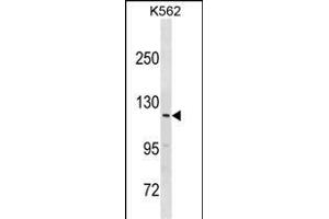 HERC3 Antibody (N-term) (ABIN1881409 and ABIN2838627) western blot analysis in K562 cell line lysates (35 μg/lane).