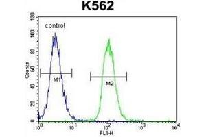 Flow cytometric analysis of K562 cells using  MITF Antibody (N-term) Cat. (MITF 抗体  (N-Term))