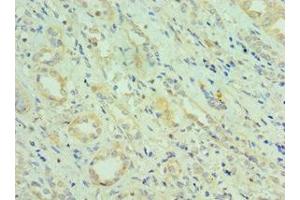 Immunohistochemistry of paraffin-embedded human kidney tissue using ABIN7147353 at dilution of 1:100 (CETN2 抗体  (AA 1-172))