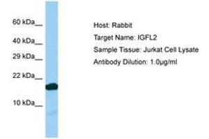 Image no. 1 for anti-IGF-Like Family Member 2 (IGFL2) (C-Term) antibody (ABIN6750193) (IGFL2 抗体  (C-Term))