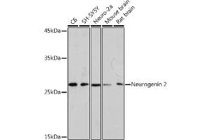 Western blot analysis of extracts of various cell lines, using Neurogenin 2 Rabbit mAb (ABIN7268869) at 1:1000 dilution. (Neurogenin 2 抗体)