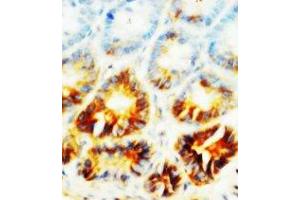 Image no. 1 for anti-Alkaline Phosphatase, Liver/bone/kidney (ALPL) (N-Term) antibody (ABIN1495053) (ALPL 抗体  (N-Term))