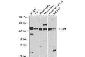 Western blot analysis of extracts of various cell lines, using PLCD4 antibody (ABIN6129075, ABIN6145753, ABIN6145755 and ABIN6223813) at 1:1000 dilution. (PLCD4 抗体  (AA 1-290))