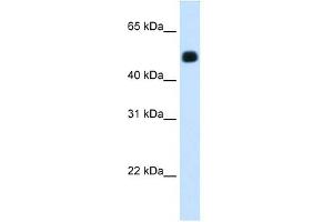 HMGCS2 antibody used at 1. (HMGCS2 抗体)
