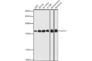 Western blot analysis of extracts of various cell lines, using UCHL1 antibody (ABIN7271131) at 1:1000 dilution. (UCHL1 抗体  (AA 1-220))