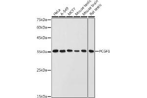 Western blot analysis of extracts of various cell lines, using PCGF1 antibody (ABIN6129080, ABIN6145307, ABIN6145308 and ABIN6221952) at 1:1000 dilution. (PCGF1 抗体  (AA 20-259))