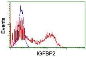 Flow Cytometry (FACS) image for anti-Insulin-Like Growth Factor Binding Protein 2, 36kDa (IGFBP2) antibody (ABIN1498827) (IGFBP2 抗体)