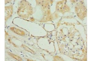 Immunohistochemistry of paraffin-embedded human kidney tissue using ABIN7153251 at dilution of 1:100 (FXYD5 抗体  (AA 22-145))