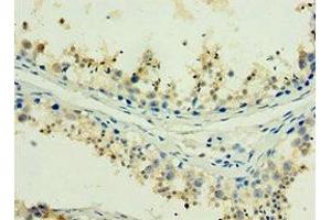Immunohistochemistry of paraffin-embedded human testis tissue using ABIN7155386 at dilution of 1:100 (H2AFX 抗体  (AA 1-143))