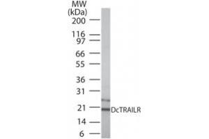 Western Blotting (WB) image for anti-Tumor Necrosis Factor Receptor Superfamily, Member 23 (TNFRSF10A/B) (AA 156-168) antibody (ABIN479805) (DcTrailR1 /2 抗体  (AA 156-168))