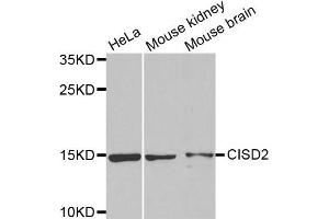 Western Blotting (WB) image for anti-CDGSH Iron Sulfur Domain 2 (CISD2) antibody (ABIN1876438) (CISD2 抗体)