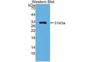 Western Blotting (WB) image for anti-GATA Binding Protein 1 (Globin Transcription Factor 1) (GATA1) (AA 42-292) antibody (ABIN1980405) (GATA1 抗体  (AA 42-292))