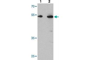 Western blot analysis of TMEM135 in rat liver tissue with TMEM135 polyclonal antibody  at (lane 1) 1 and (lane 2) 2 ug/mL. (TMEM135 抗体  (C-Term))