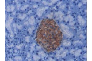DAB staining on IHC-P; Samples: Rat Pancreas Tissue) (C-Peptide 抗体)