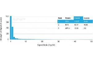 Analysis of Protein Array containing more than 19,000 full-length human proteins using CD31 Mouse Monoclonal Antibody (PECAM1/3529) Z- and S- Score: The Z-score represents the strength of a signal that a monoclonal antibody (MAb) (in combination with a fluorescently-tagged anti-IgG secondary antibody) produces when binding to a particular protein on the HuProtTM array. (CD31 抗体  (AA 625-738))