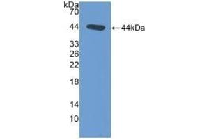 Detection of Recombinant NT-ProANP, Rat using Polyclonal Antibody to N-Terminal Pro-Atrial Natriuretic Peptide (NT-ProANP) (PRO-ANP 抗体  (AA 25-122))