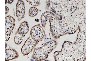 Image no. 1 for anti-Pleckstrin Homology Domain Containing, Family O Member 1 (PLEKHO1) (AA 1-410) antibody (ABIN599555)