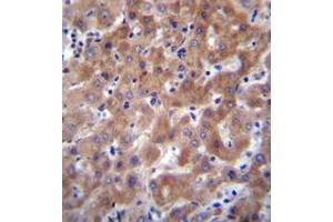 Immunohistochemistry analysis in formalin fixed and paraffin embedded human liver tissue reacted with IDO2 / INDOL1 Antibody (C-term) followed by peroxidase conjugation of the secondary antibody and DAB staining.